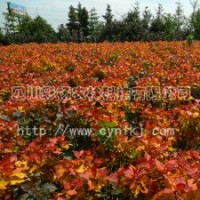 四川陜西紅霞楊”Ⅰ號金紅楊紅黃楊黃紅楊金黃楊