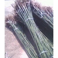 供應(yīng)國(guó)槐 白蠟 毛白楊