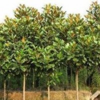 河南潢川低價供應(yīng)200多種綠化苗木