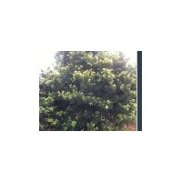 供應青楓、杜英、木荷、紫薇、紅楓、楊梅