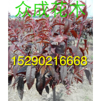 4公分碧桃，6公分碧桃價格，2公分碧桃批發