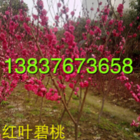 6公分碧桃，2公分碧桃批發價格，5公分碧桃批發