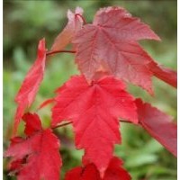 秦皇島群超園林紅葉復葉槭介紹