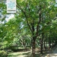 長期提供杜仲價格 江蘇15公分20公分杜仲價格