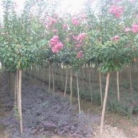 2公分紫薇|3公分|4公分|5公分|6公分紫薇價(jià)格