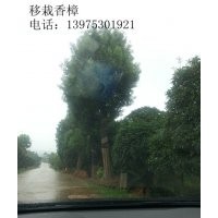 移栽香樟，湖南香樟，湖南截干香樟宏景特價銷售