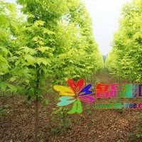 名品花木供應大規格苗木金葉復葉槭