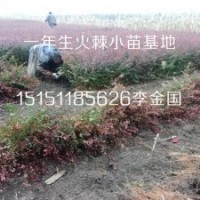 沭陽一年生火棘小苗籽播火棘床苗10厘米高帶泥漿發貨