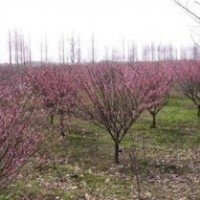 供應(yīng)：紫薇，桂花，廣玉蘭 ，紫葉李，欒樹，石楠，刺柏
