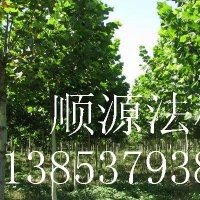 法桐.白蠟.國槐