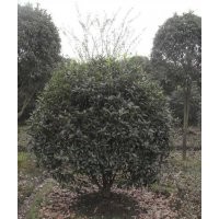 供應直徑16公分叢生桂花樹，湖南18公分桂花樹，桂花樹培育基地