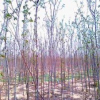特價！原生 香花槐小苗0.5元上車 河北唐山