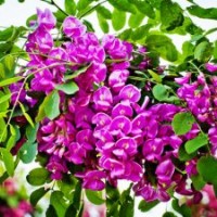 特價！原生 香花槐1公分1元 富貴樹 紅花槐 紫花槐 河北唐山