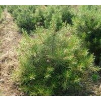 1米華山松出售、1米華山松大量低價優(yōu)惠供應