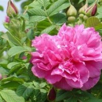 批發直銷四季玫瑰.豐花月季.紅帽月季.薔薇.地被月季