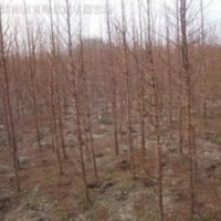 常年供應水杉價格米徑2公分3公分4公分水杉價格