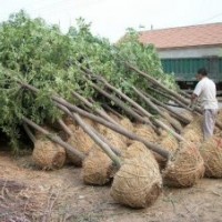 綠化苗木河北國槐河北苗木國槐價格國槐報價國槐規(guī)格國槐欒樹白蠟