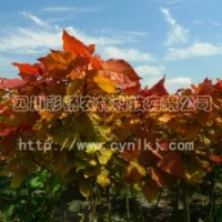 中紅楊、紅黃楊、黃紅楊、金黃楊、“紅霞楊”Ⅰ號、金紅楊