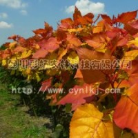 “紅霞楊”Ⅰ號，金紅楊，金黃楊，中紅楊，紅葉楊，綠化彩化