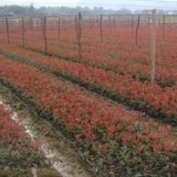 現在紅葉石楠小苗價格 20公分紅葉石楠小苗價格 2公分3公分紅葉石