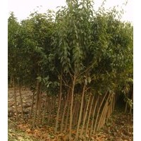 供應大葉女貞，欒樹，垂柳，法桐，國槐