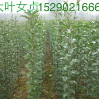 2公分大葉女貞，5公分大葉女在價格