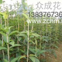 1米高八月桂花苗，1公分桂花批發價格