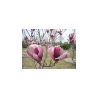 其他綠化苗木價格_2014櫻花,海棠。山楂。紅葉李子,白皮松批...