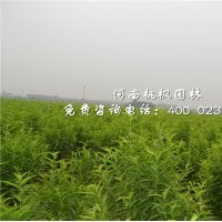 龍柱碧桃至美優價桃楓園林大量出售