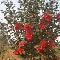 出售丹桂、茶花、樟樹苗木