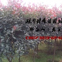 紅葉石楠|3公分紅葉石楠價格