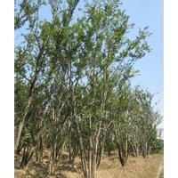 云南樸樹價格叢生樸樹報價