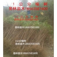 1.5公分榆樹價格，2公分榆樹價格