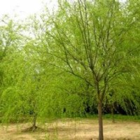 柳樹垂柳漳河柳金絲青皮柳竹柳廉價提供
