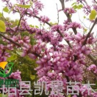 銷售紫荊，紫荊叢生價格，紫荊基地