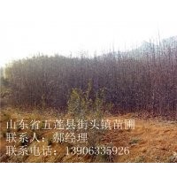 大葉女貞，百日紅，木瓜，高桿櫻花小苗