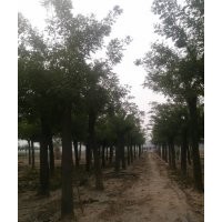 18公分國槐批發價格