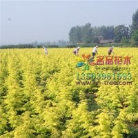 哪里有金葉水杉價格低質量好
