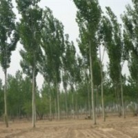 供應(yīng)、各種綠化大小