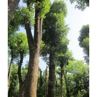 供應25公分精品骨架欒樹，胸徑30公分移植欒樹，30公分欒樹價格