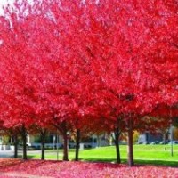 美國紅楓為您大量供應