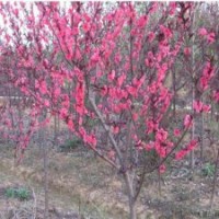 大量紅葉碧桃小苗批發(fā)，3-8公分紅葉碧桃供應(yīng)，優(yōu)質(zhì)紅葉碧桃價(jià)格