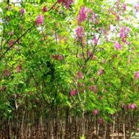 專供原生香花槐2、3、4、公分紅花槐