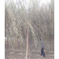 10公分垂柳價格