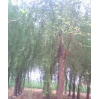 供應，毛白楊，千頭椿，法桐