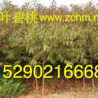 5公分碧桃，7公分碧桃價格，3公分碧桃報價