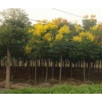 苗圃直銷5公分6公分欒樹價格欒樹產地