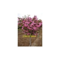 最新苗木報價_綠化苗木價格_花木價格_苗木價格查詢