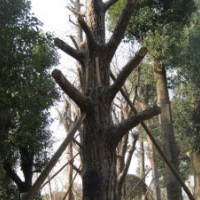 供應(yīng)大臘梅、大銀杏、大樸樹、大紅葉李、叢生紫薇