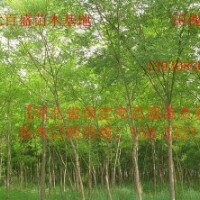 河北優質國槐